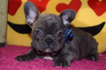 Pure Bred Full Pedigree french bulldog Puppies...kels.wa88@gmail.com Image eClassifieds4u 3