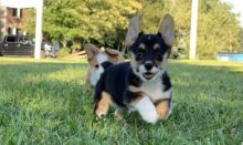 Sweet little Corgi puppies...kels.wa88@gmail.com Image eClassifieds4U