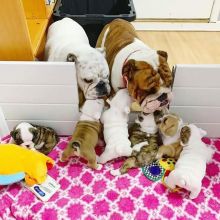 Sweet & playful English bulldog puppies for adoption...kels.wa88@gmail.com Image eClassifieds4U