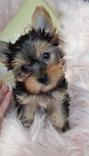 Two adorable 11 week old Yorkie puppies for adoption...kels.wa88@gmail.com Image eClassifieds4u 2