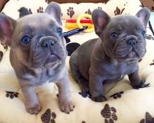 Well Trained French Bulldog Puppies...kels.wa88@gmail.com Image eClassifieds4U