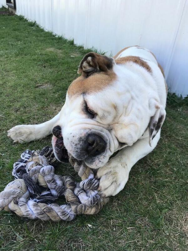 Old English Bulldog Image eClassifieds4u