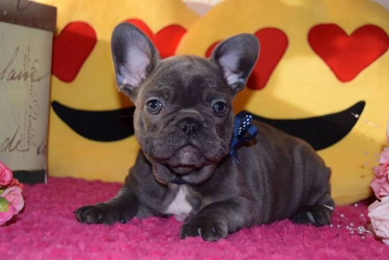 Pure Bred Full Pedigree french bulldog Puppies...kels.wa88@gmail.com Image eClassifieds4u
