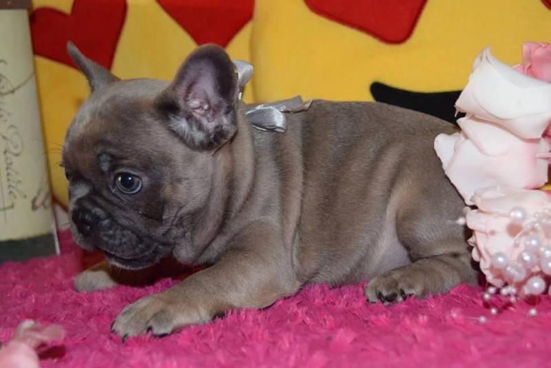 Pure Bred Full Pedigree french bulldog Puppies...kels.wa88@gmail.com Image eClassifieds4u