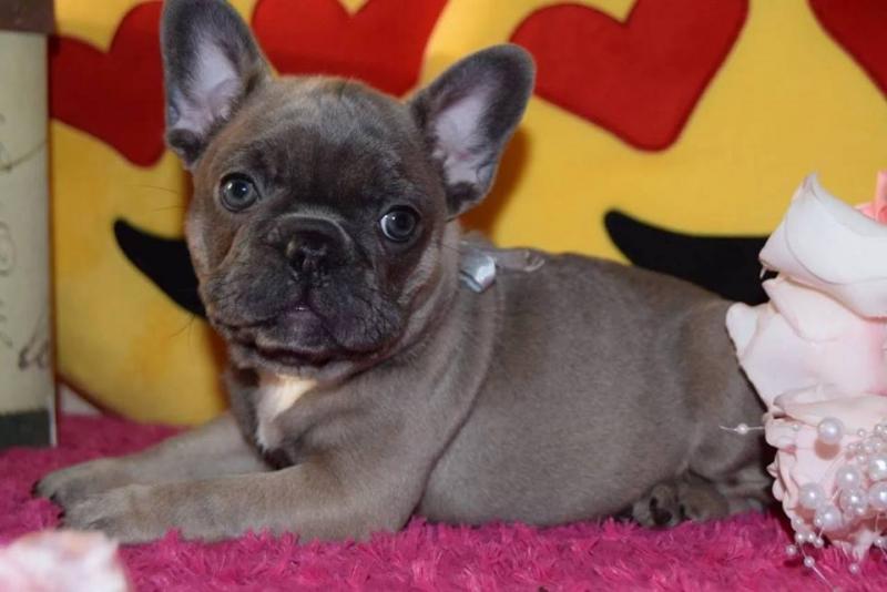 Pure Bred Full Pedigree french bulldog Puppies...kels.wa88@gmail.com Image eClassifieds4u