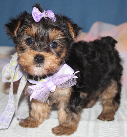 Two adorable 11 week old Yorkie puppies for adoption...kels.wa88@gmail.com Image eClassifieds4u