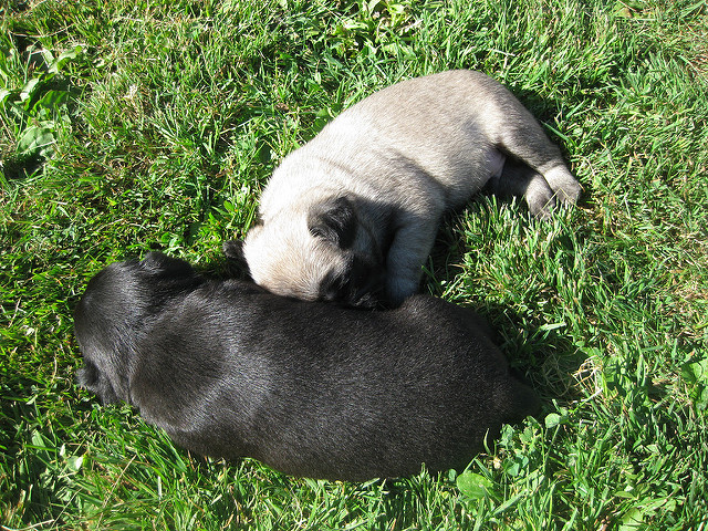 unbelievable awesome male and female Pug Image eClassifieds4u
