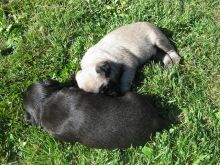 unbelievable awesome male and female Pug