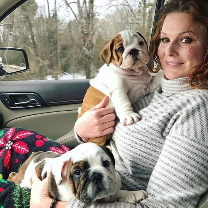2 lovable, and playful English bulldog for new homes....Kels.wa88@gmail.com Image eClassifieds4u