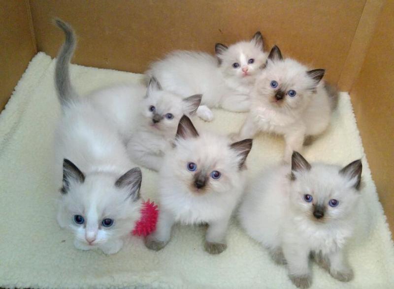 4 Quality Ragdoll kittens available for new homes....kels.wa88@gmail.com Image eClassifieds4u