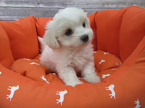 Avoid scams by dealing locally! Always exchange items and money in person and Never pay in advance. Image eClassifieds4u