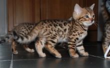 excellent Bengal kittens available for adoption...kels.wa88@gmail.com Image eClassifieds4U