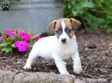 Jack Russell puppies available!!!