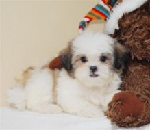 Wonderful shih tzu puppies ready for re-homing