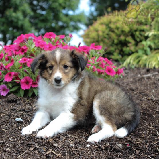 ❤️❤️ Sheltie Puppies ❤️❤️ Girl & Boy ❤️ ❤️ Image eClassifieds4u