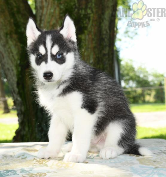 ***SIBERIAN HUSKY PUPPIES-READY FOR NEW HOMES*** Image eClassifieds4u