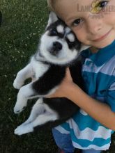 ❤️ ❤️ CKC REGISTERED SIBERIAN HUSKY PUPS ❤️ ❤️