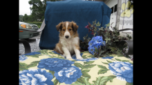 ***Gorgeous RARE Sheltie Puppies***