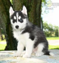 ***SIBERIAN HUSKY PUPPIES-READY FOR NEW HOMES***