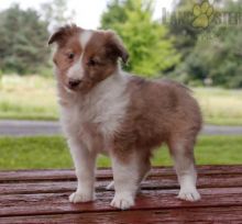 12 weeks old Sheltie Pups *Trained*
