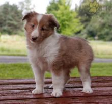 12 weeks old Sheltie Pups *Trained*