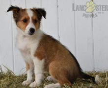 Beautiful Sheltie puppies for adoption~non shedding