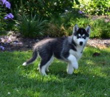 Beautiful Siberian Husky Puppies! READY NOW!