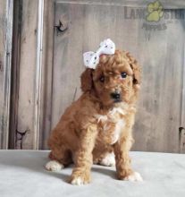 Beautiful Toy Poodle puppies for adoption~non shedding