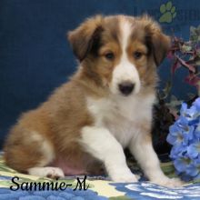 CKC Reg'd Sheltie Puppies- 2 LEFT