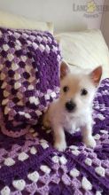 CKC Reg'd Westie Puppies- 2 LEFT