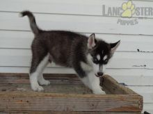 Adorable Siberian Husky Puppies-Male/Female left!!