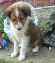 Adorable Sheltie Puppies-Male/Female left!!