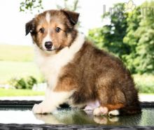 Like Shelties?Cutest Shelties Available