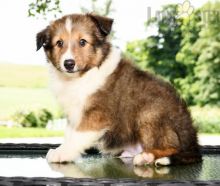 Like Shelties?Cutest Shelties Available