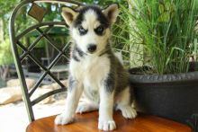 Like Siberian Huskies?Cutest Siberian Huskies Available