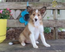 Lovely Sheltie pups -READY TO pick up