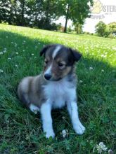 Only 2 available! Sheltie pups! **Vaccinated**