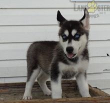 Only 2 available! Siberian Husky pups! **Vaccinated**