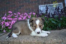 Sheltie Puppies ready to go home! Health Guarantee Incl.