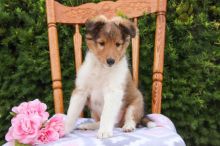 Sheltie pups!!! Meet them Now !