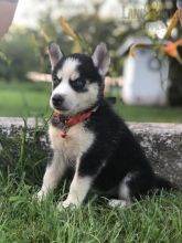 Siberian Husky Puppies ready to go home! Health Guarantee Incl.