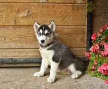 Siberian Husky pups!!! Meet them Now !
