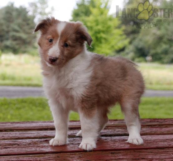 12 weeks old Sheltie Pups *Trained* Image eClassifieds4u
