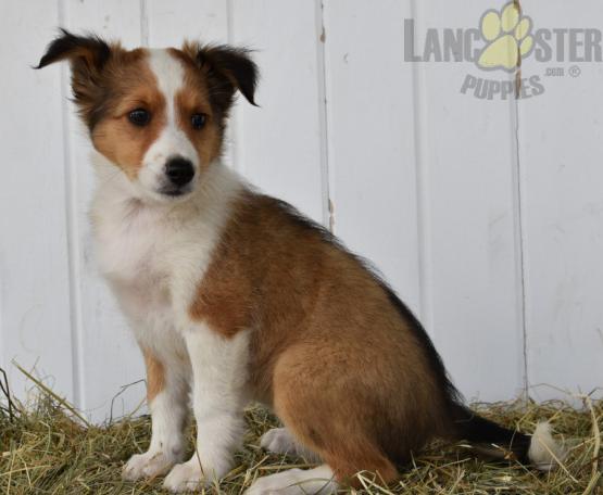 Beautiful Sheltie puppies for adoption~non shedding Image eClassifieds4u