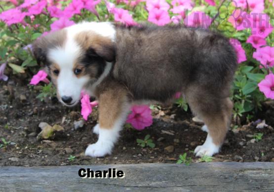Beautiful Sheltie Puppies! READY NOW! Image eClassifieds4u