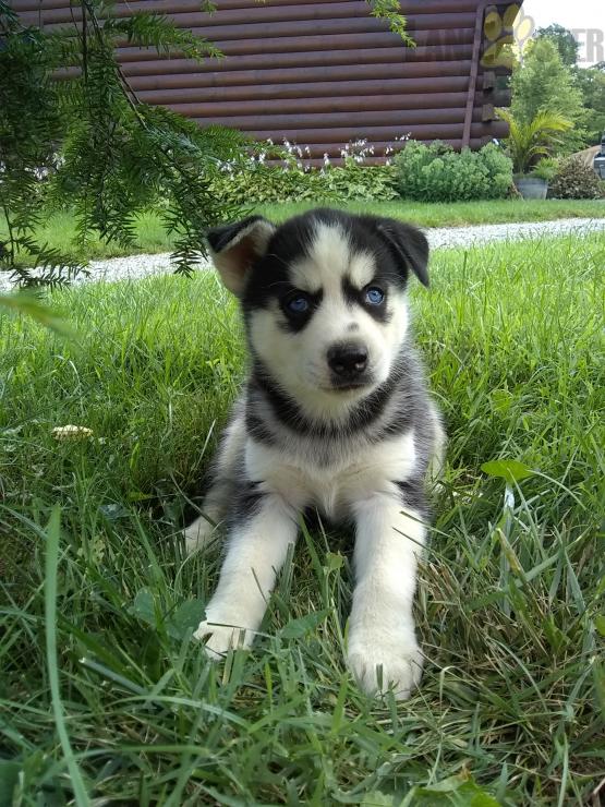 Beautiful Siberian Husky puppies for adoption~non shedding Image eClassifieds4u