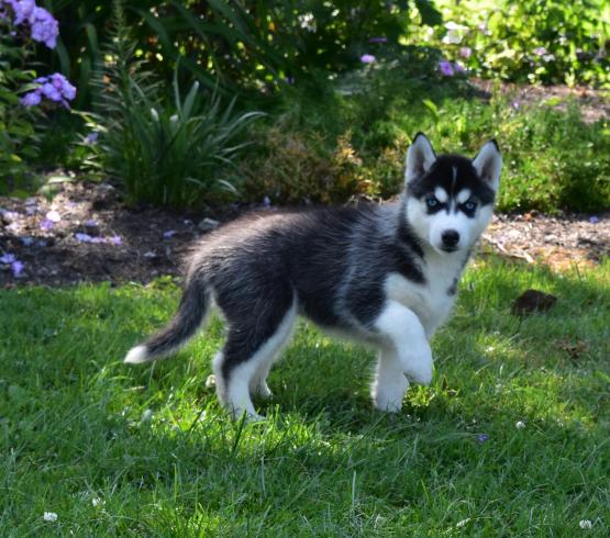 Beautiful Siberian Husky Puppies! READY NOW! Image eClassifieds4u