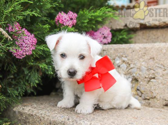 Adorable Westie Puppies-Male/Female left!! Image eClassifieds4u