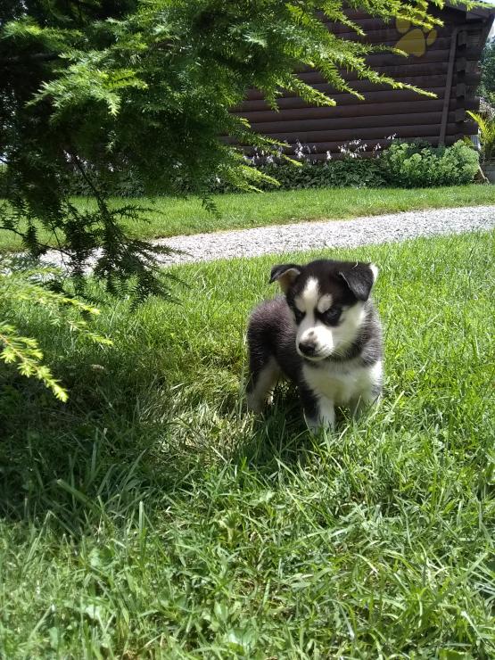 Lovely Siberian Husky pups -READY TO pick up Image eClassifieds4u