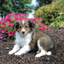 ❤️❤️ Sheltie Puppies ❤️❤️ Girl & Boy ❤️ ❤️ Image eClassifieds4U